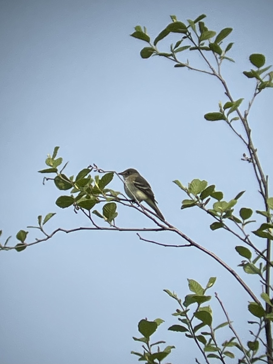 Alder Flycatcher - Bill Lafley