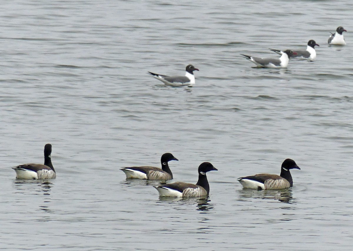 Brant - ML576504561