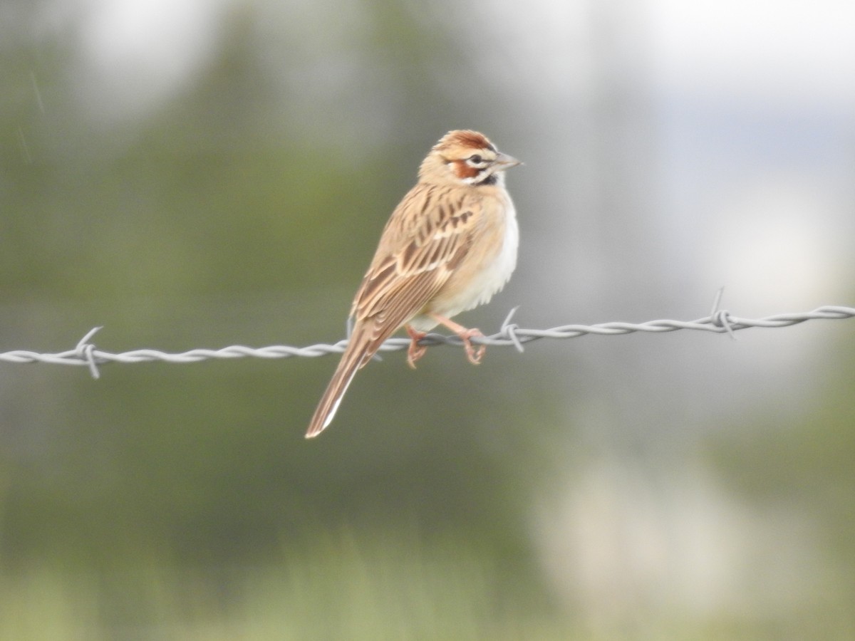 Lark Sparrow - ML576505181