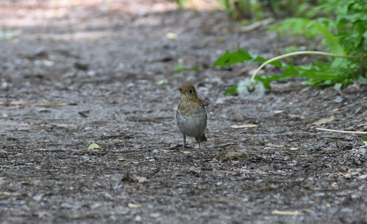 Veery - ML576505371