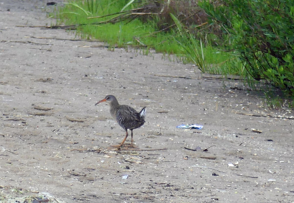 Clapper Rail - ML576505381