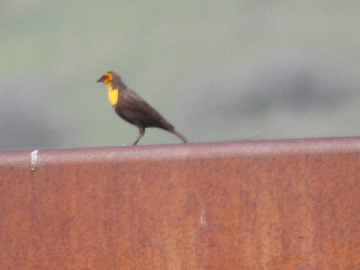 Yellow-headed Blackbird - ML576505491