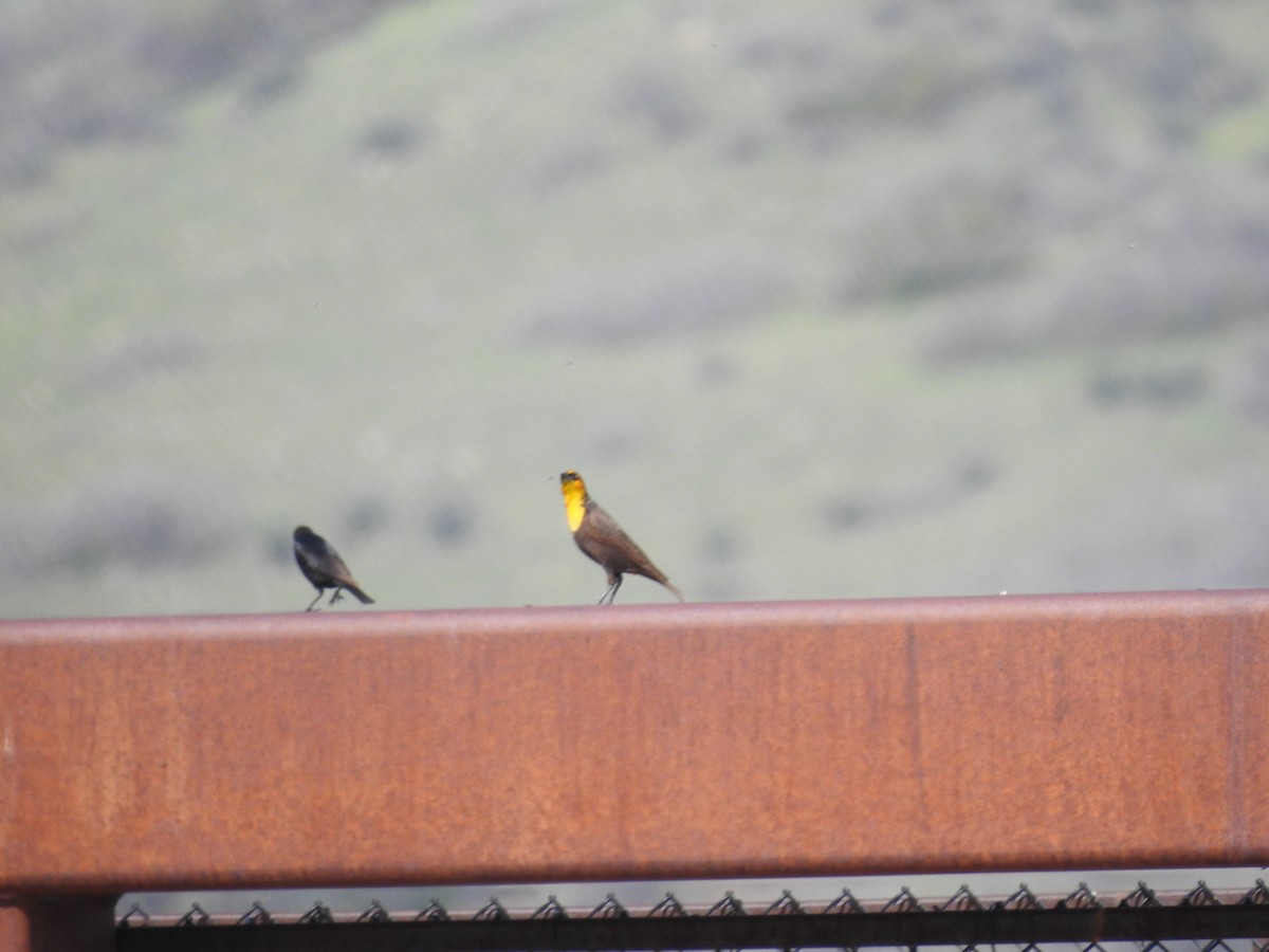 Yellow-headed Blackbird - ML576505501