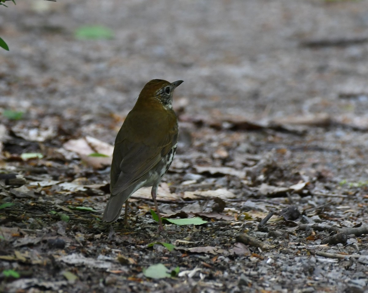 Veery - ML576505841
