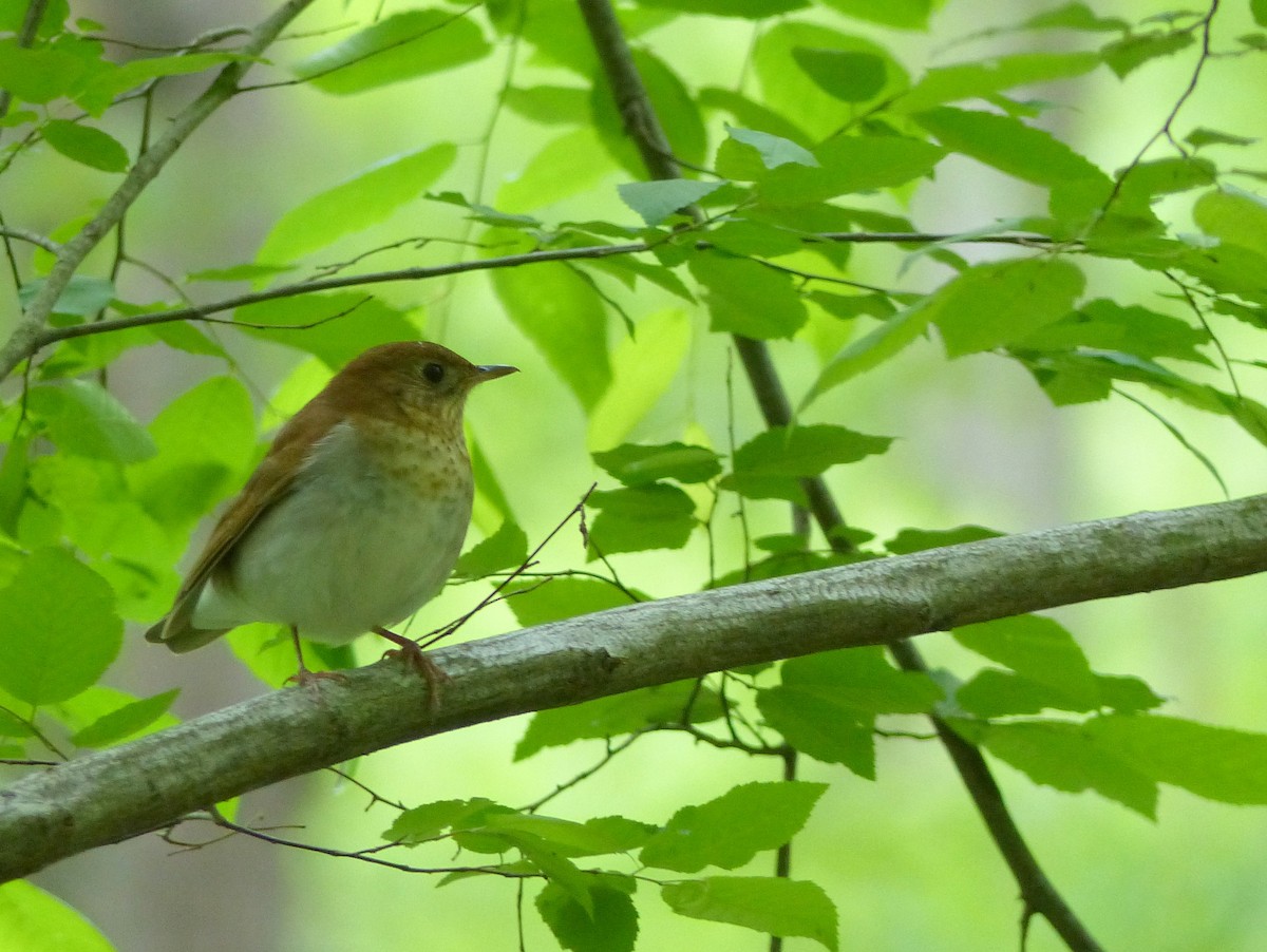 Veery - Ben Jesup