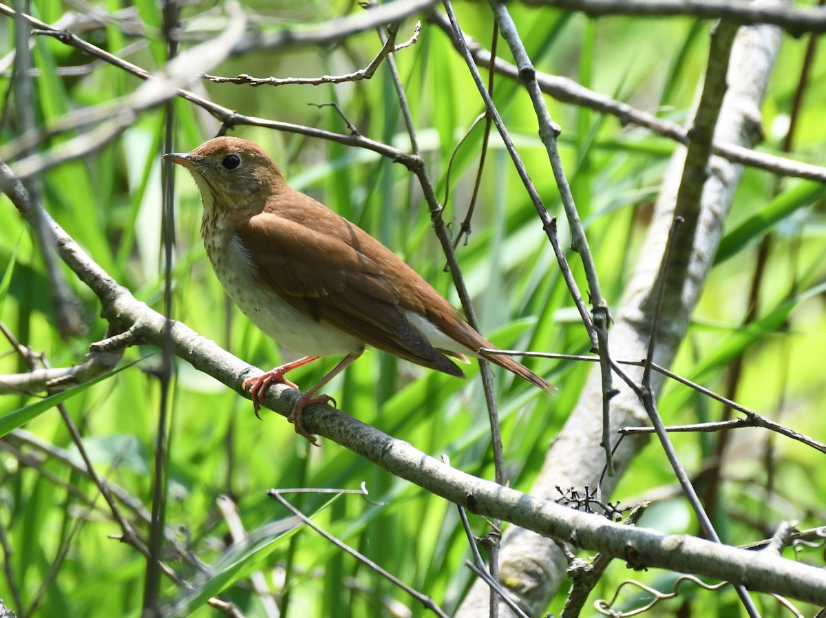 Veery - ML576506161