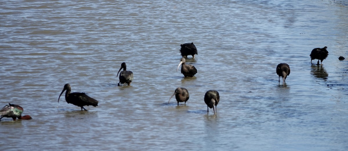 Glossy Ibis - ML576506861