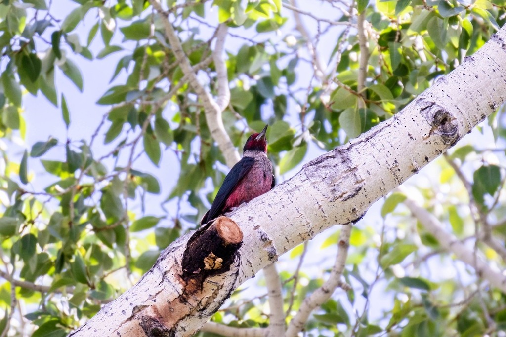 Lewis's Woodpecker - Erin Blair