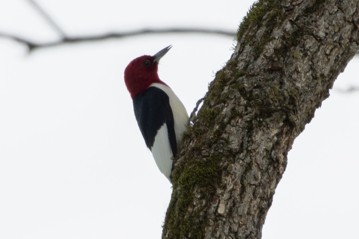 Red-headed Woodpecker - Ulysses Ortiz