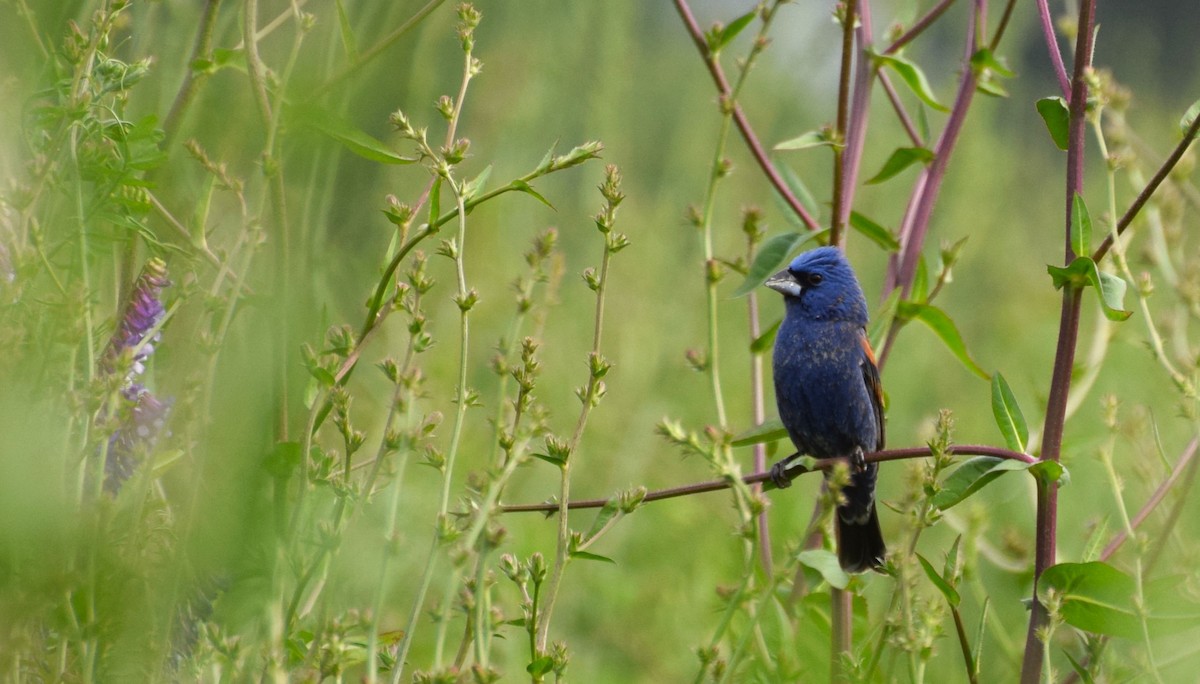 Blue Grosbeak - ML576507461