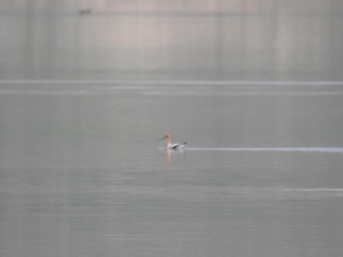 American Avocet - ML576508451