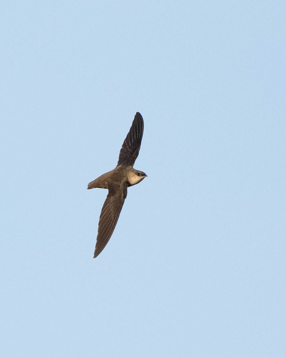 Chimney Swift - Rad Widmer