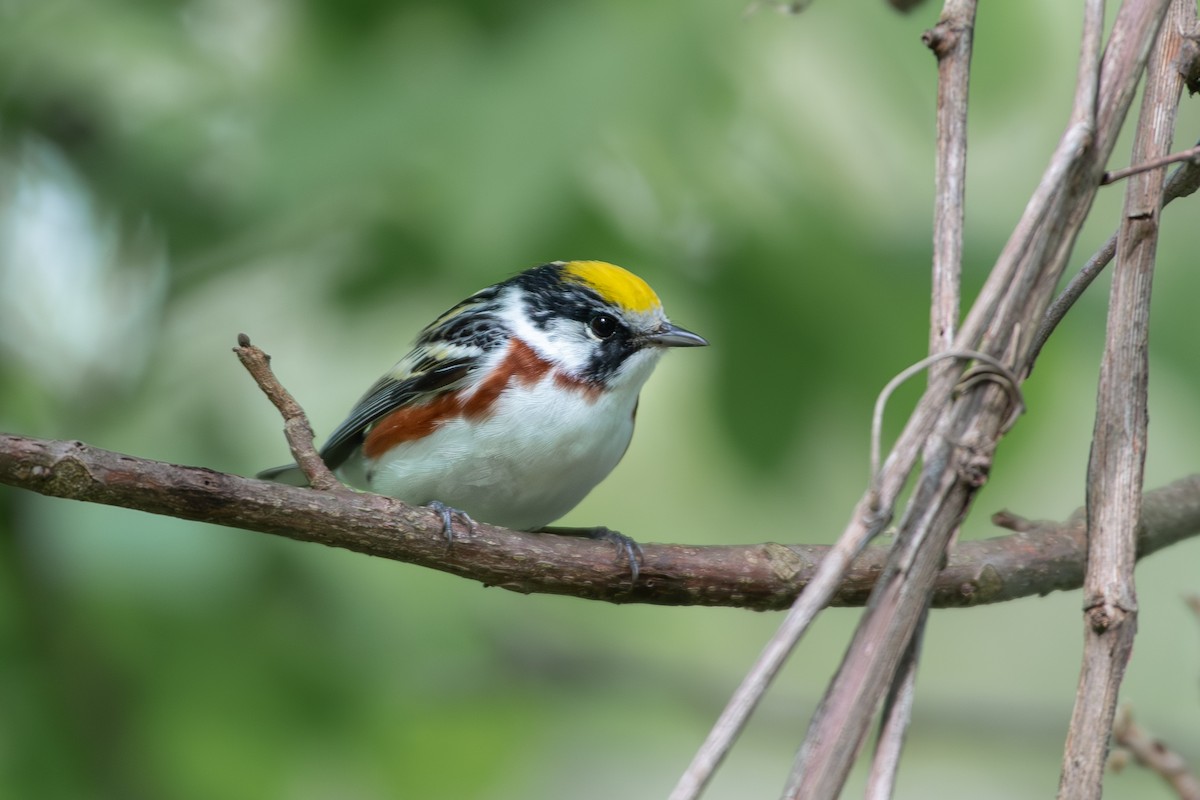 Chestnut-sided Warbler - ML576509301