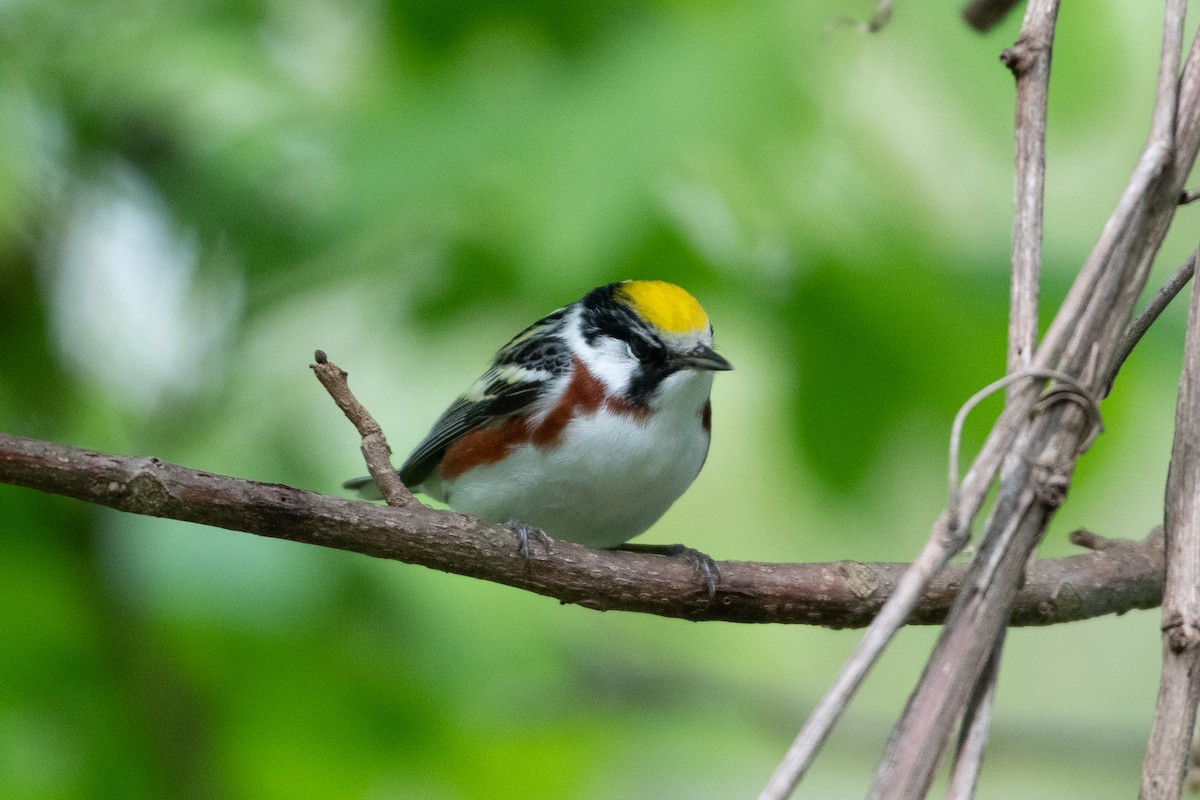 Chestnut-sided Warbler - ML576509311