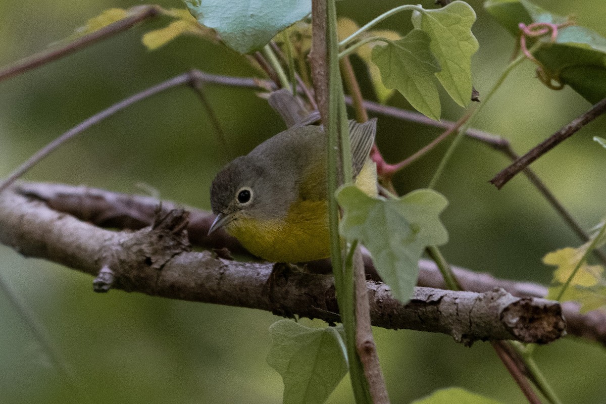 Nashville Warbler - ML576509501