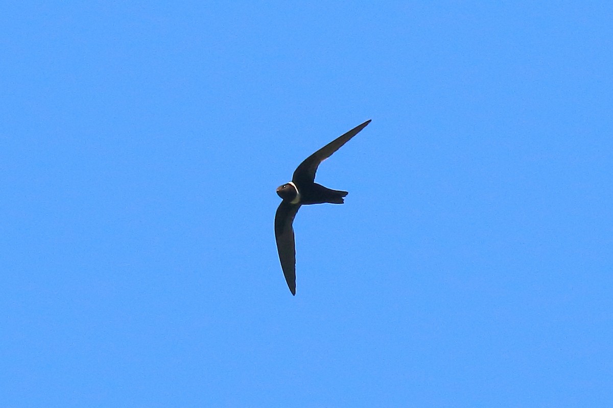 White-collared Swift - ML576510181