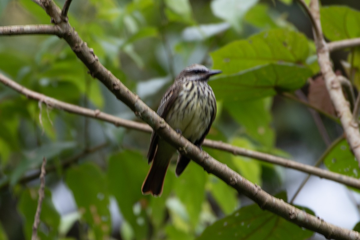 Sulphur-bellied Flycatcher - ML576510191
