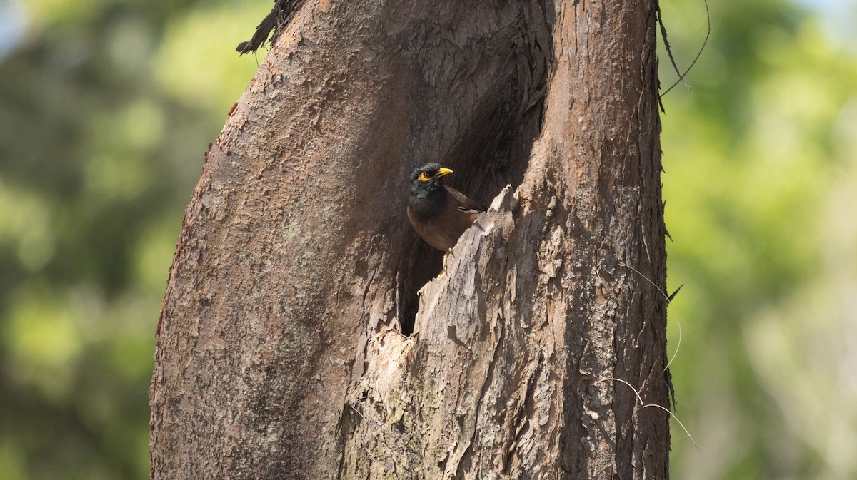 Common Myna - ML576510381