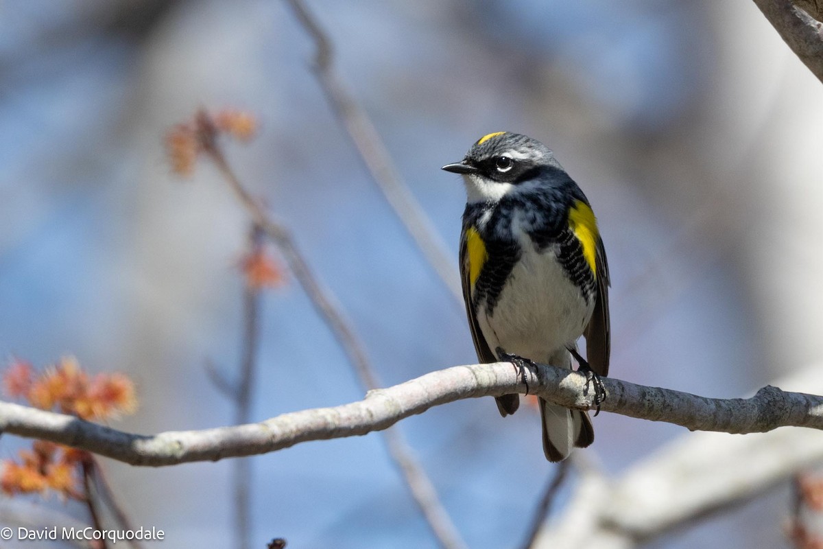 Kronenwaldsänger (coronata) - ML576510811