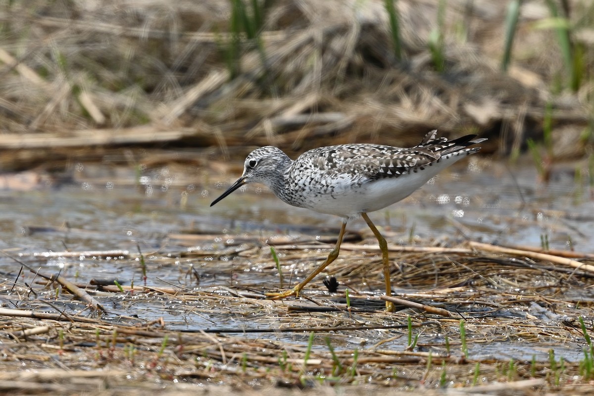 Lesser Yellowlegs - Dan O'Brien