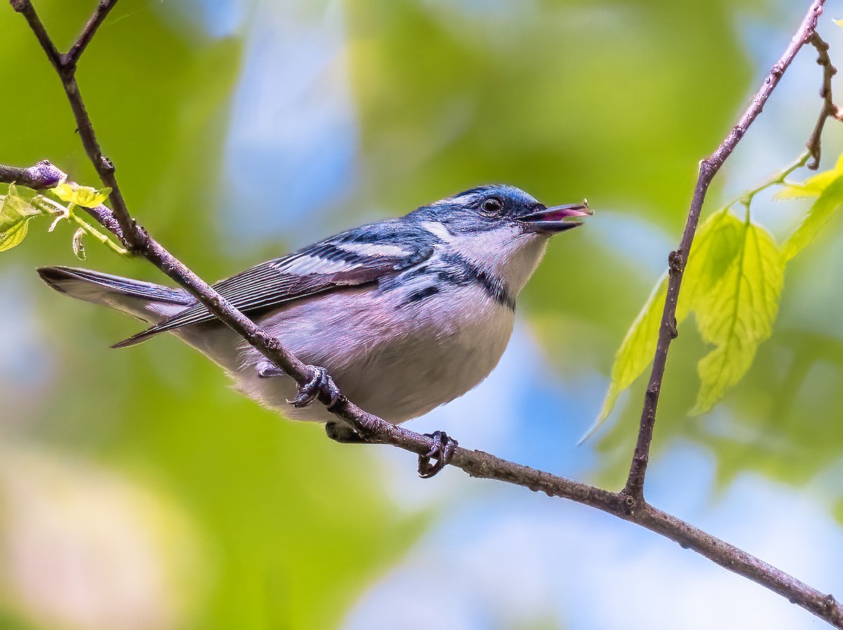 Cerulean Warbler - ML576512991