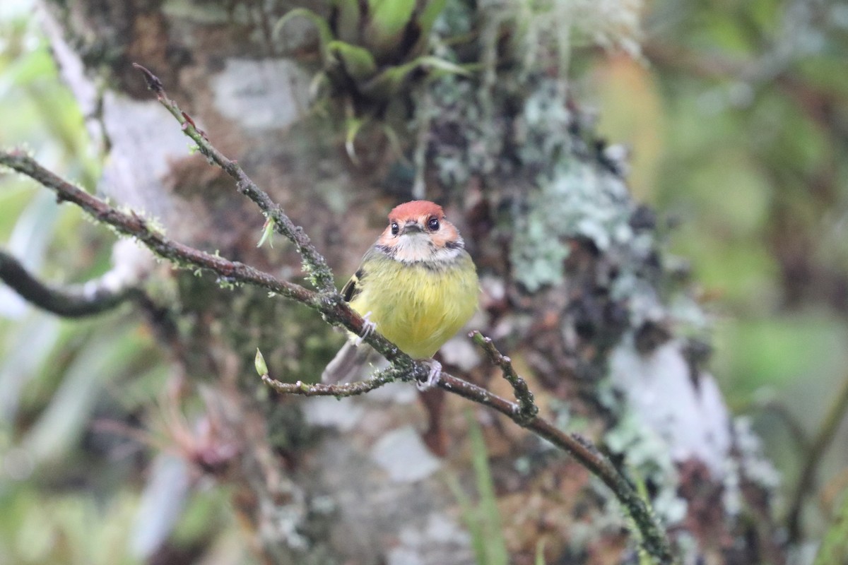 Rufous-crowned Tody-Flycatcher - ML576514291