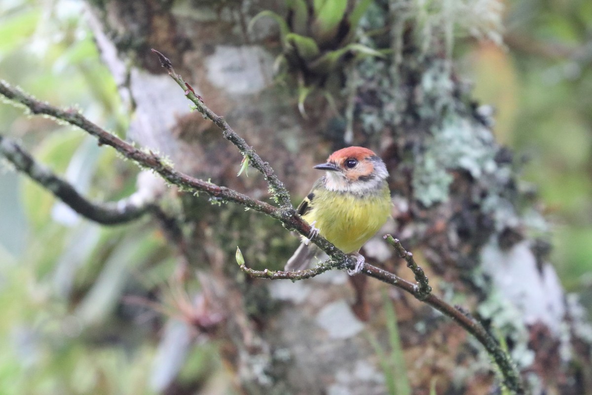 Rufous-crowned Tody-Flycatcher - ML576514301