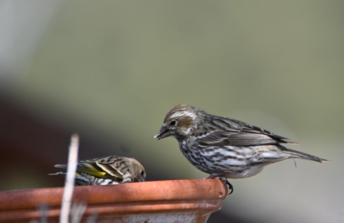 Cassin's Finch - Paula Gatrell