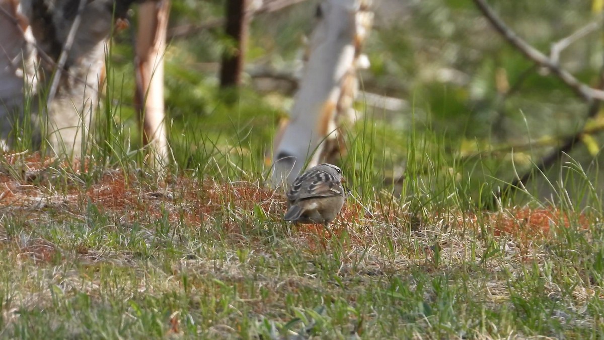 White-crowned Sparrow - ML576515841