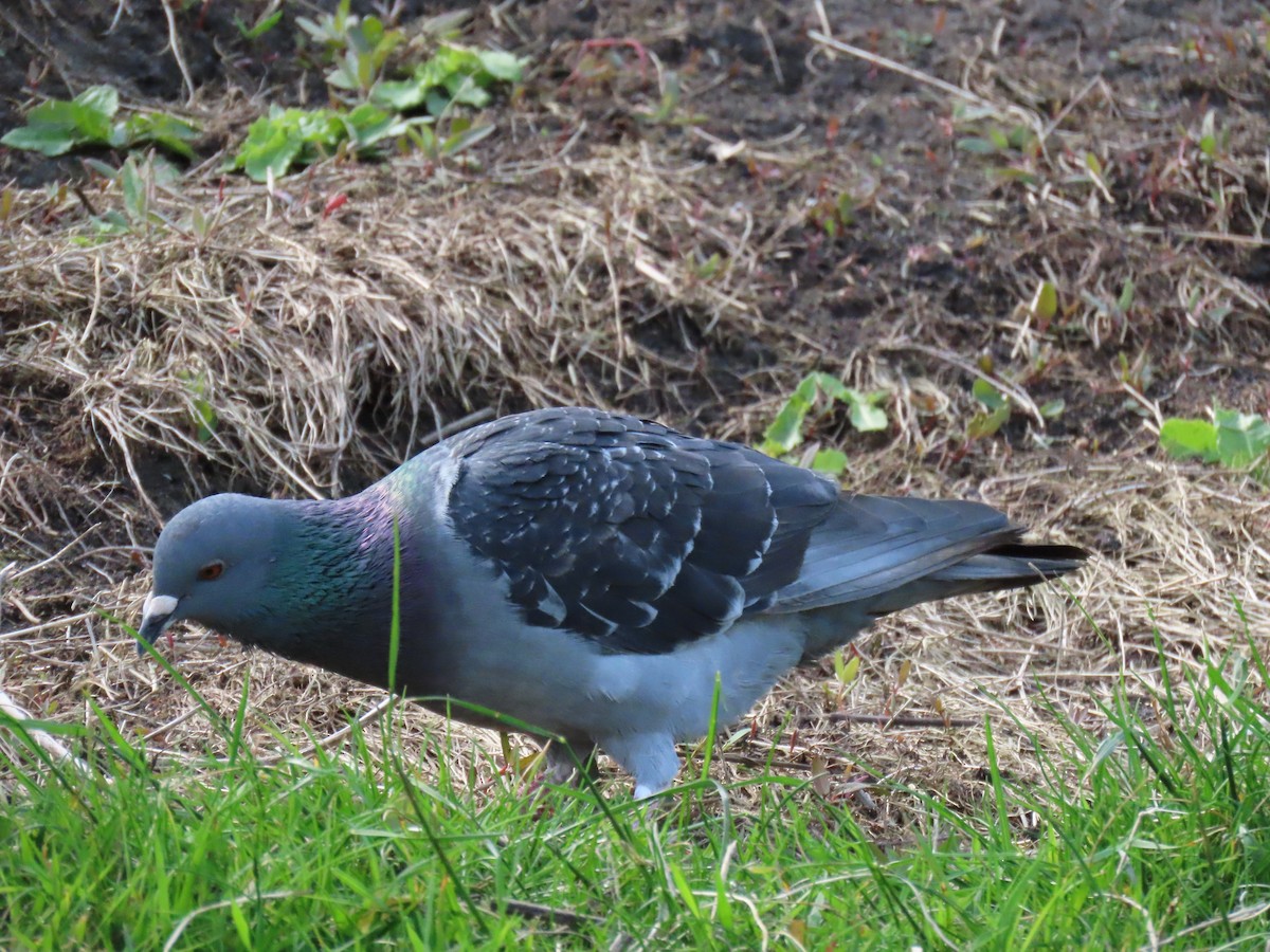 Rock Pigeon - ML576515891