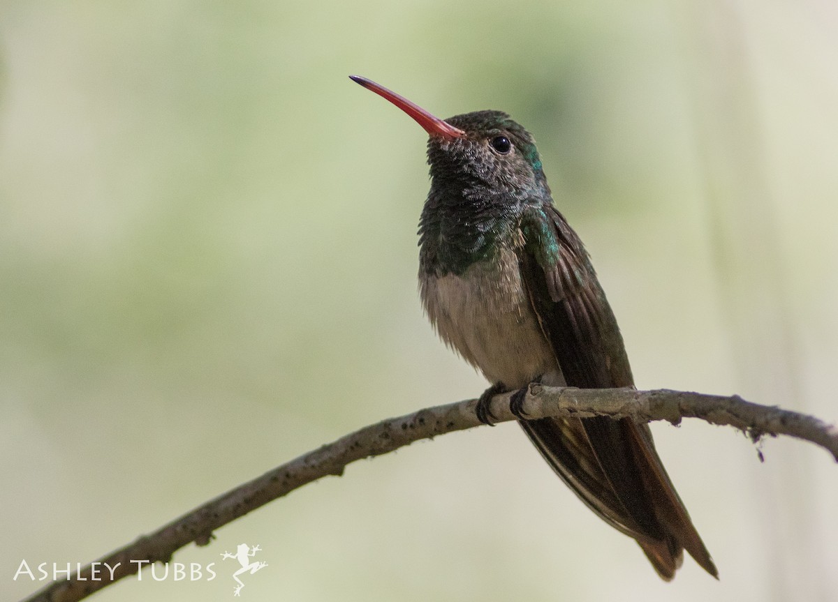 kolibřík yukatanský - ML57651591
