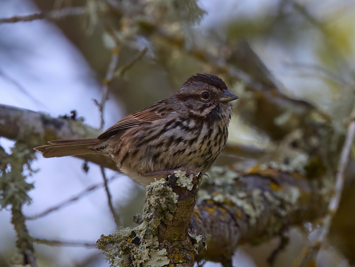 Song Sparrow - ML576517701