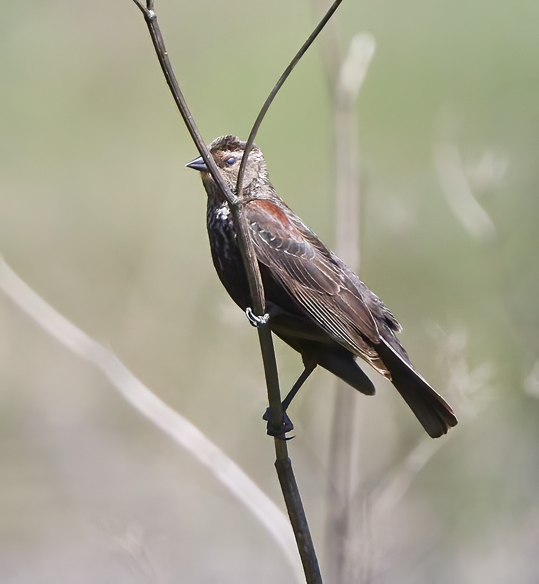 Red-winged Blackbird - ML576517891