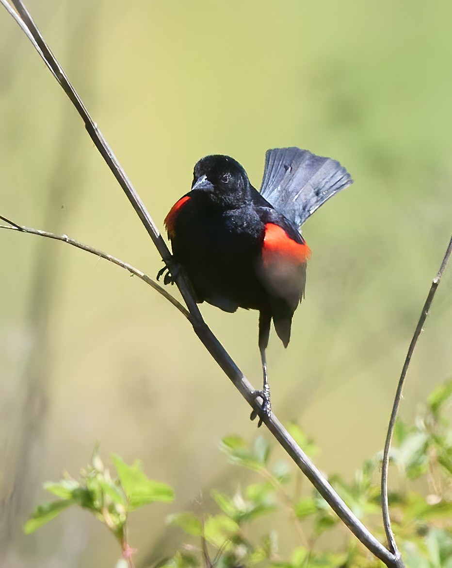 Red-winged Blackbird - ML576517901