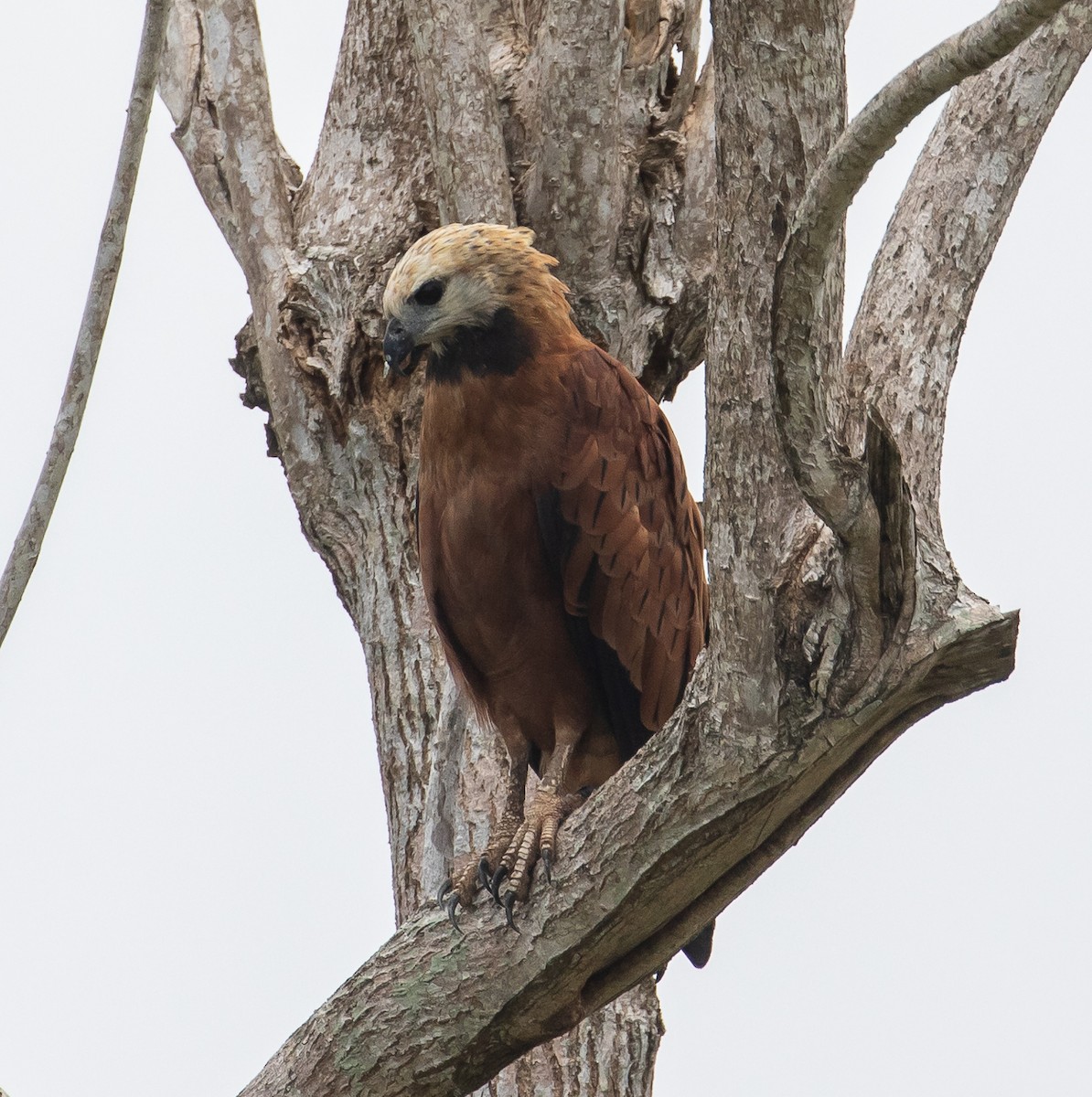 Black-collared Hawk - ML576518791