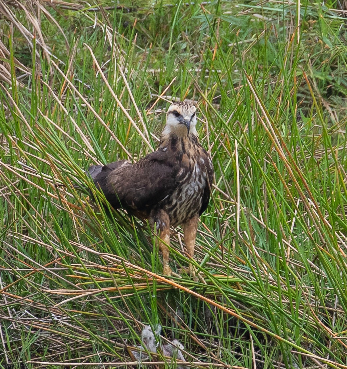 Snail Kite - Rolando Chávez