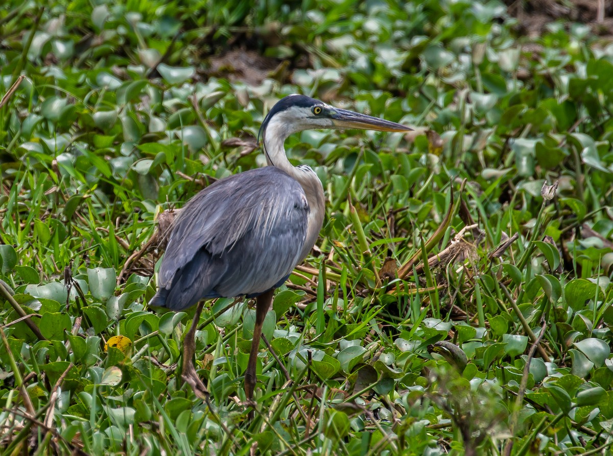 Garza Azulada - ML576518881