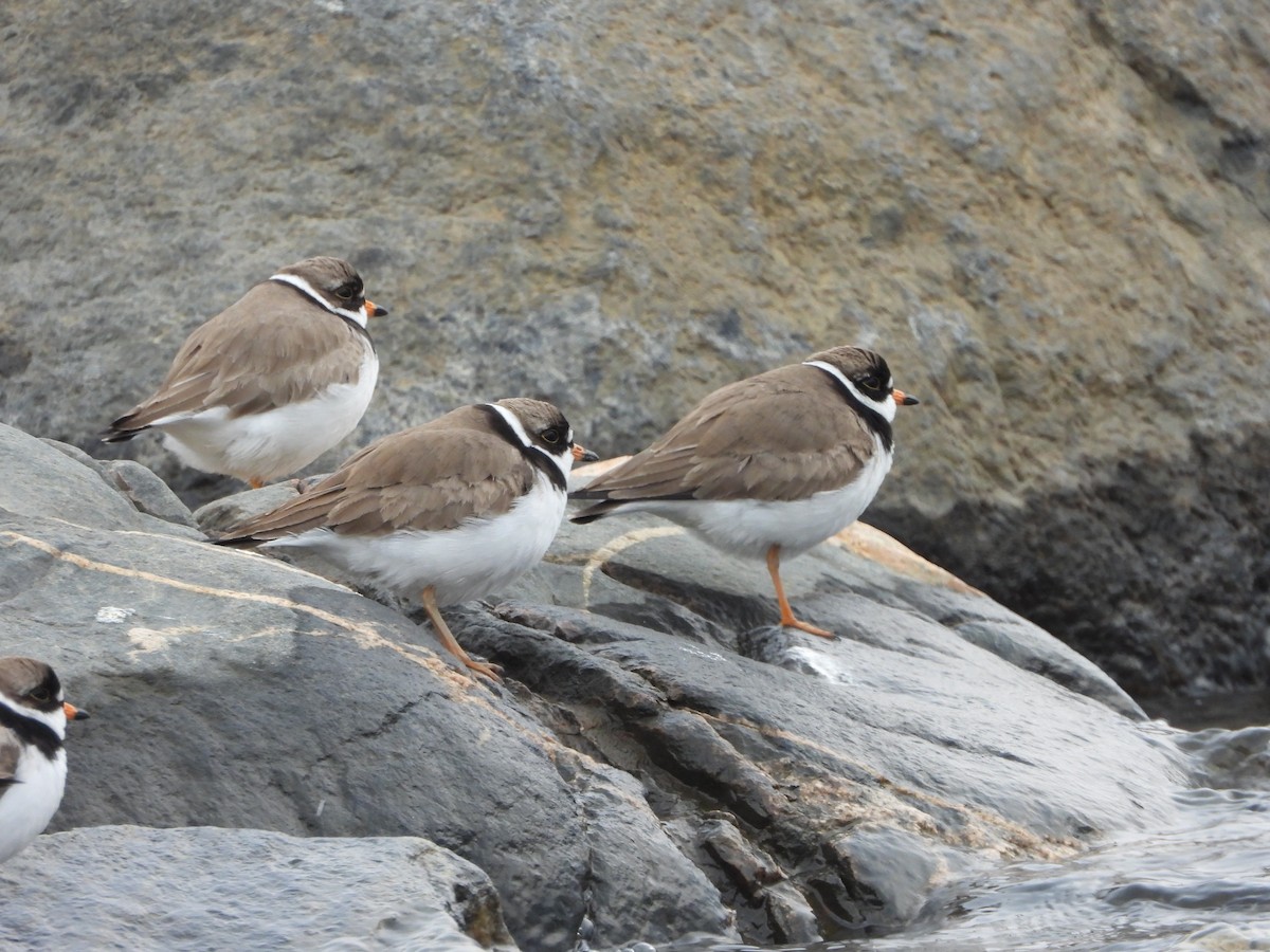 Semipalmated Plover - ML576519501