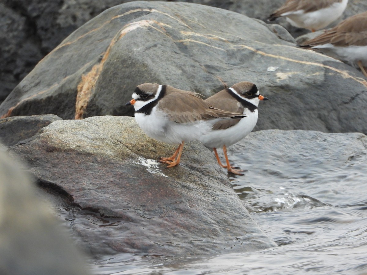 Semipalmated Plover - ML576519561