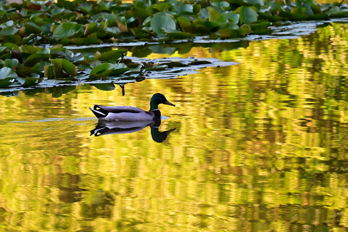 Mallard - Steve Scordino