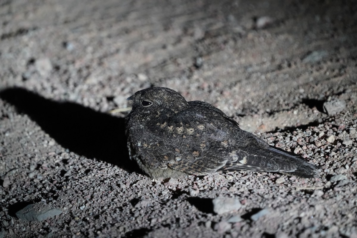 Freckled Nightjar - ML576520011