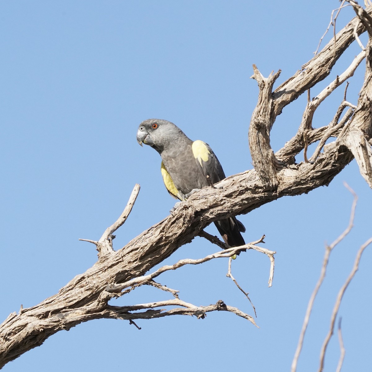 Rüppell's Parrot - ML576520471