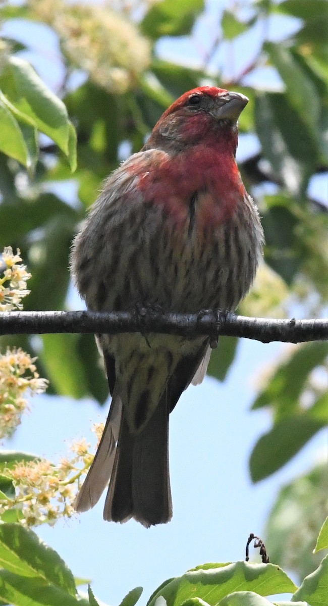 メキシコマシコ - ML576520521