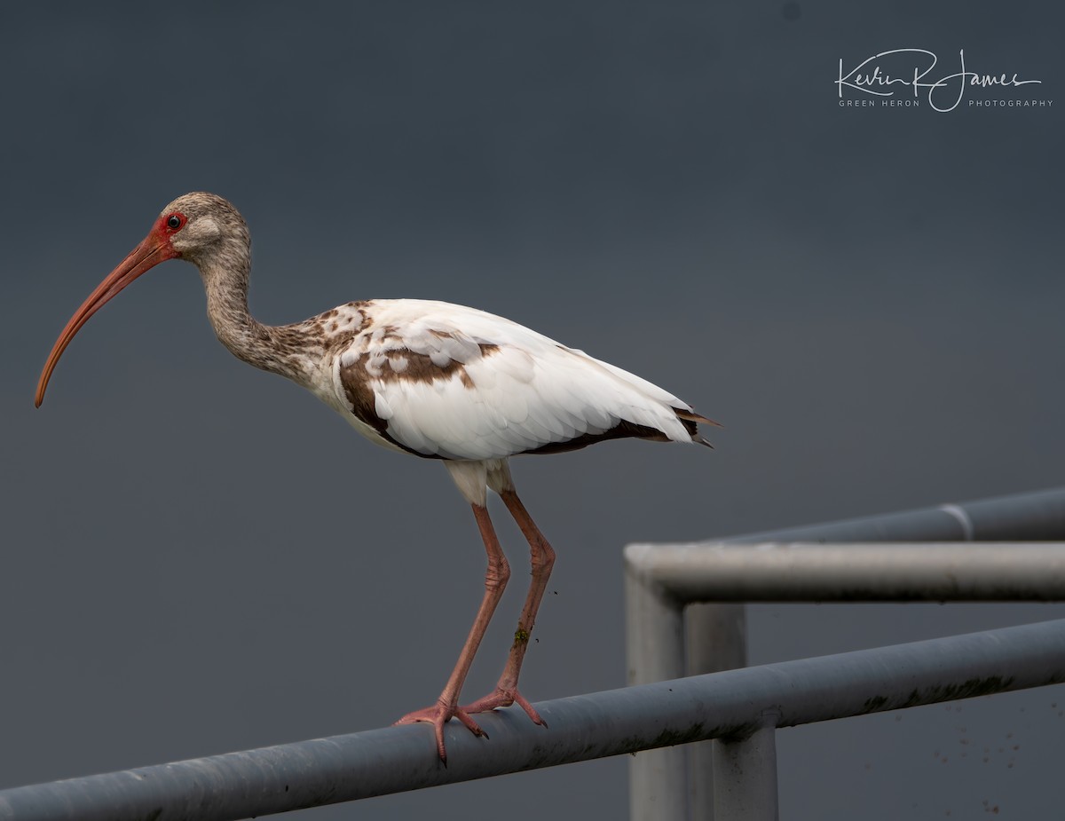 White Ibis - ML576520591