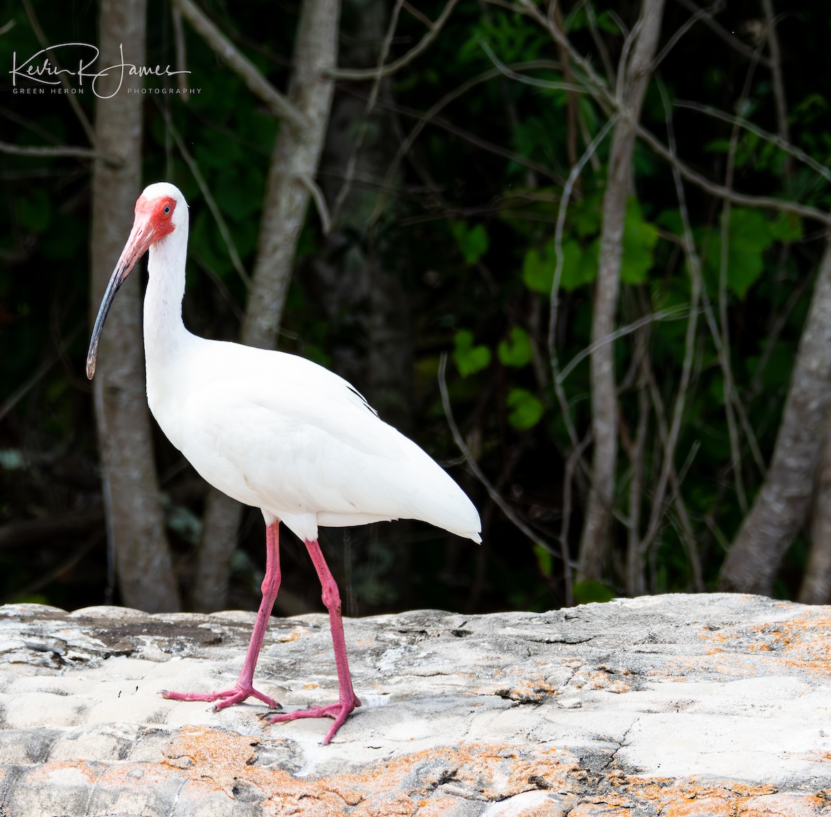 White Ibis - ML576520601