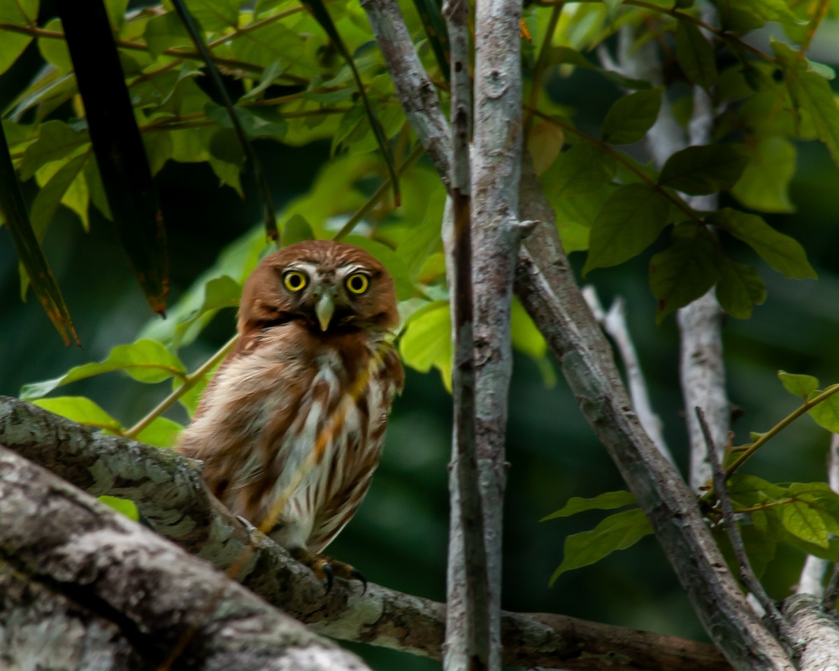 Ferruginous Pygmy-Owl - Guatemala Quest