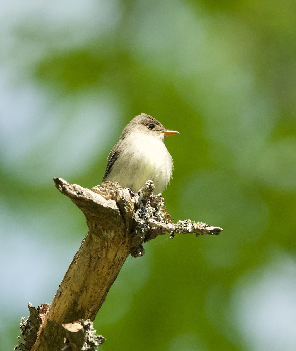 Eastern Wood-Pewee - ML576523101