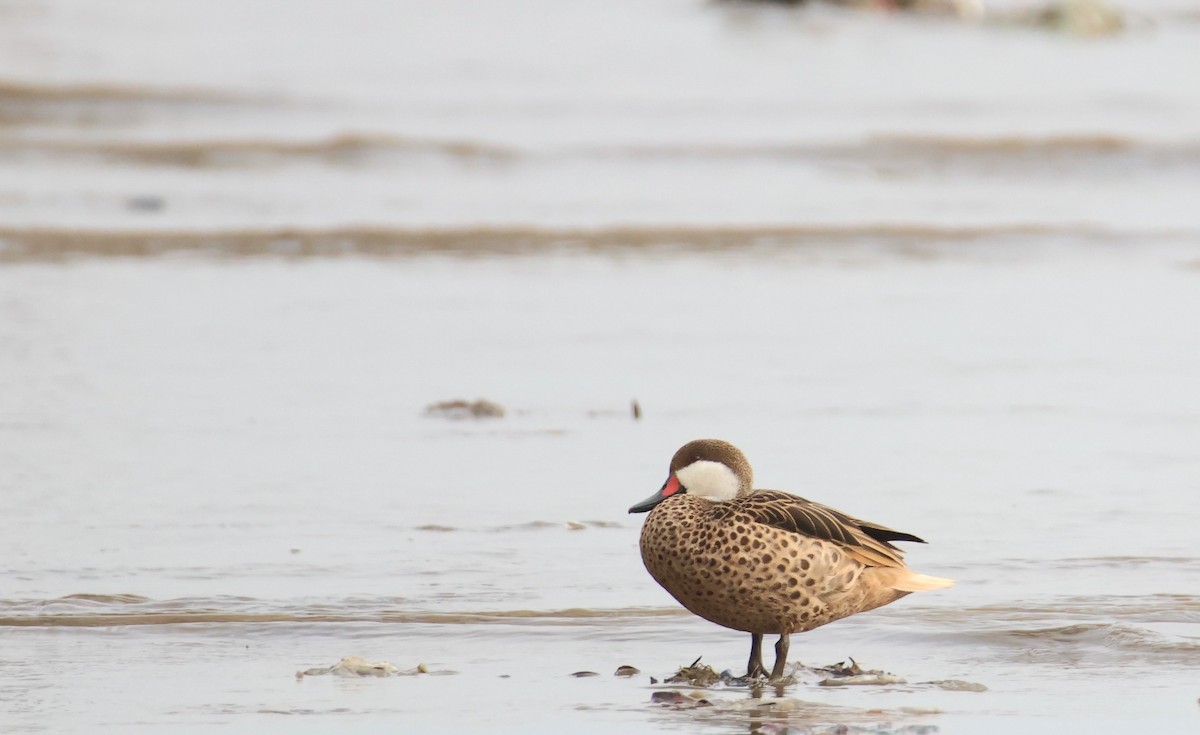 White-cheeked Pintail - Aitor Gonzalo