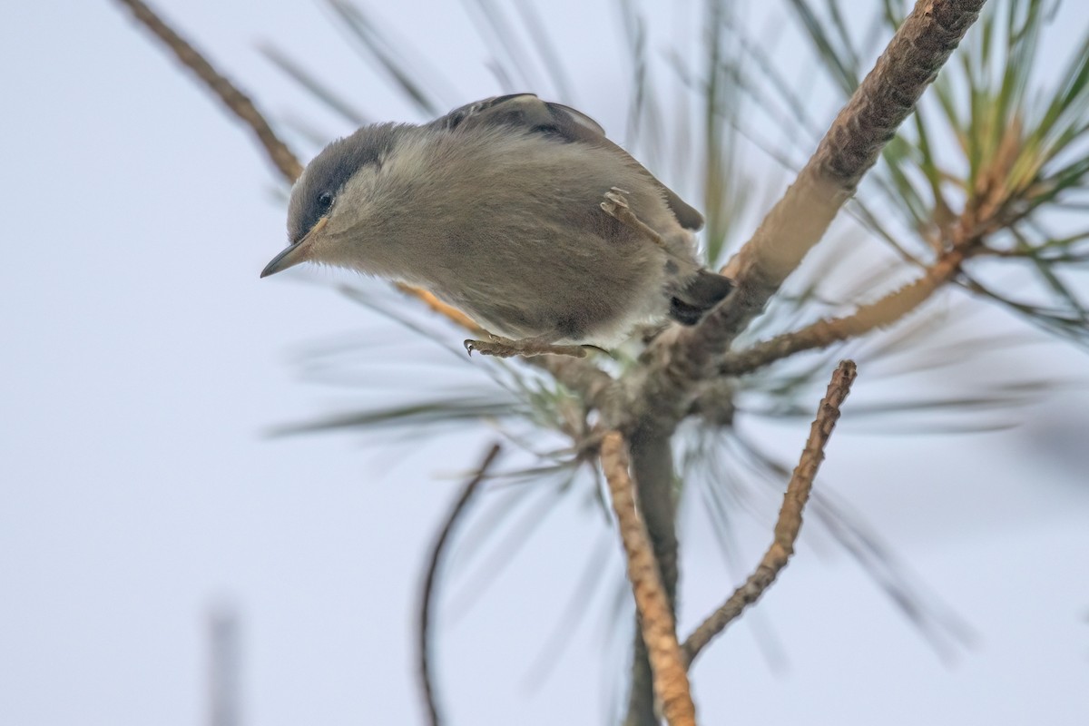 Brown-headed Nuthatch - Reuben Rohn