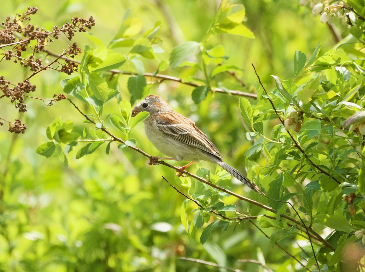 Field Sparrow - ML576524571